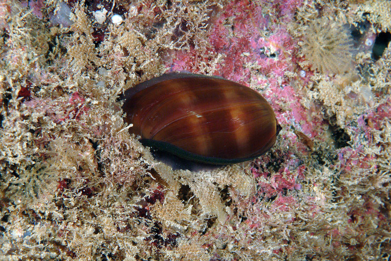 Luria lurida giovane ed adulto